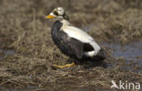 Spectacled Eider (Somateria fischeri)