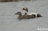 Spectacled Eider (Somateria fischeri)