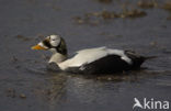 Spectacled Eider (Somateria fischeri)