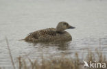 Spectacled Eider (Somateria fischeri)