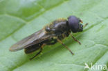 Bruin gitje (Cheilosia latifrons)