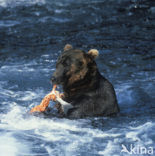 Bruine beer (Ursus arctos)