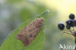 Bruine herfstuil (Agrochola circellaris)