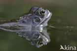 Bruine kikker (Rana temporaria)