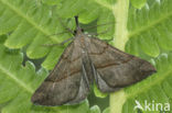 Bruine snuituil (Hypena proboscidalis)