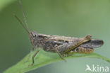 Bruine sprinkhaan (Chorthippus brunneus)