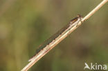 Bruine winterjuffer (Sympecma fusca) 