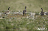 aleutian canada goose (Branta canadensis leucopareia)