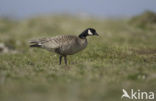 aleutian canada goose (Branta canadensis leucopareia)