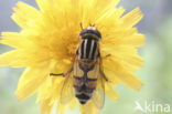 Citroenpendelvlieg (Helophilus trivittatus)