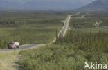 Dalton highway