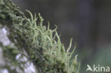 Lipstick Cladonia (Cladonia macilenta)