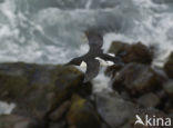 Brünnich s Guillemot