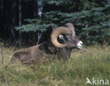 Dikhoornschaap (Ovis canadensis)