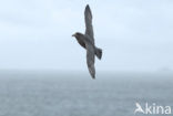 Donkere Noordse Stormvogel (Fulmarus glacialis glacialis)