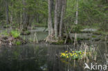 Dotterbloem (Caltha palustris)