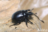 Minotaur Beetle (Typhaeus typhoeus)