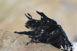 Minotaur Beetle (Typhaeus typhoeus)