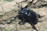 Minotaur Beetle (Typhaeus typhoeus)