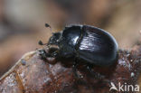 Minotaur Beetle (Typhaeus typhoeus)