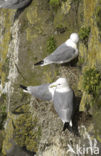 Black-legged Kittiwake (Rissa tridactyla)