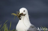 Black-legged Kittiwake (Rissa tridactyla)