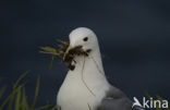 Black-legged Kittiwake (Rissa tridactyla)