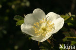 Burnet Rose (Rosa pimpinellifolia)