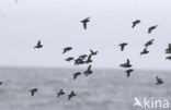 Least auklet (Aethia pusilla)