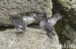 Least auklet (Aethia pusilla)