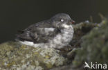 Least auklet (Aethia pusilla)