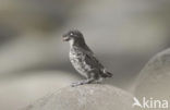 Least auklet (Aethia pusilla)