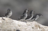 Least auklet (Aethia pusilla)