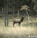 Red Deer (Cervus elaphus)