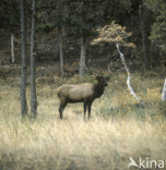 Edelhert (Cervus elaphus)