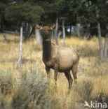 Red Deer (Cervus elaphus)