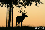 Red Deer (Cervus elaphus)