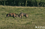 Red Deer (Cervus elaphus)
