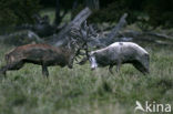 Red Deer (Cervus elaphus)