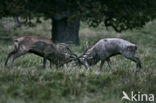 Red Deer (Cervus elaphus)