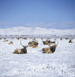 Red Deer (Cervus elaphus)