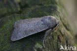 Egale stofuil (Hoplodrina blanda)