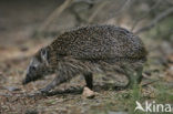 Hedgehog (Erinaceus europaeus)