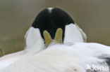Eider (Somateria mollissima)