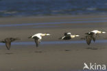 Eider (Somateria mollissima)