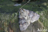 Eiken-orvlinder (Cymatophorima diluta)