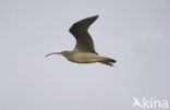 Eskimo Curlew (Numenius borealis) 