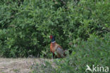 Ring-necked Pheasant (Phasianus colchicus)