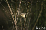 Willow Warbler (Phylloscopus trochilus)