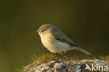 Willow Warbler (Phylloscopus trochilus)